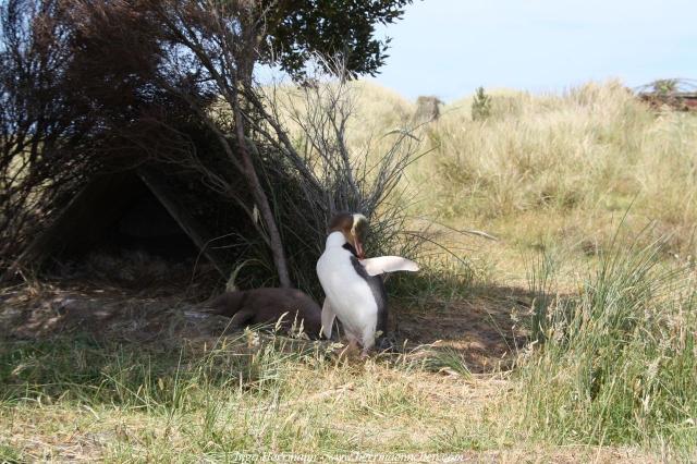 Gelbaugenpinguin, Neuseeland - Südinsel