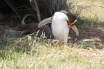 Gelbaugenpinguin, Neuseeland - Südinsel