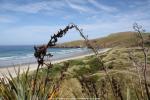 Pinguinkolonie auf der Otago Halbinsel, Neuseeland - Südinsel