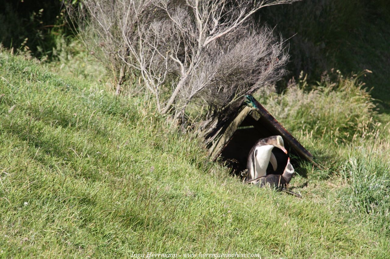 Gelbaugenpinguin, Neuseeland - Südinsel