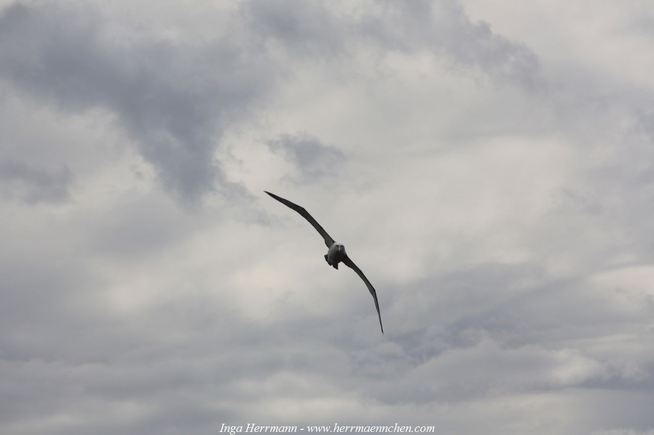 Albatros, Neuseeland - Südinsel