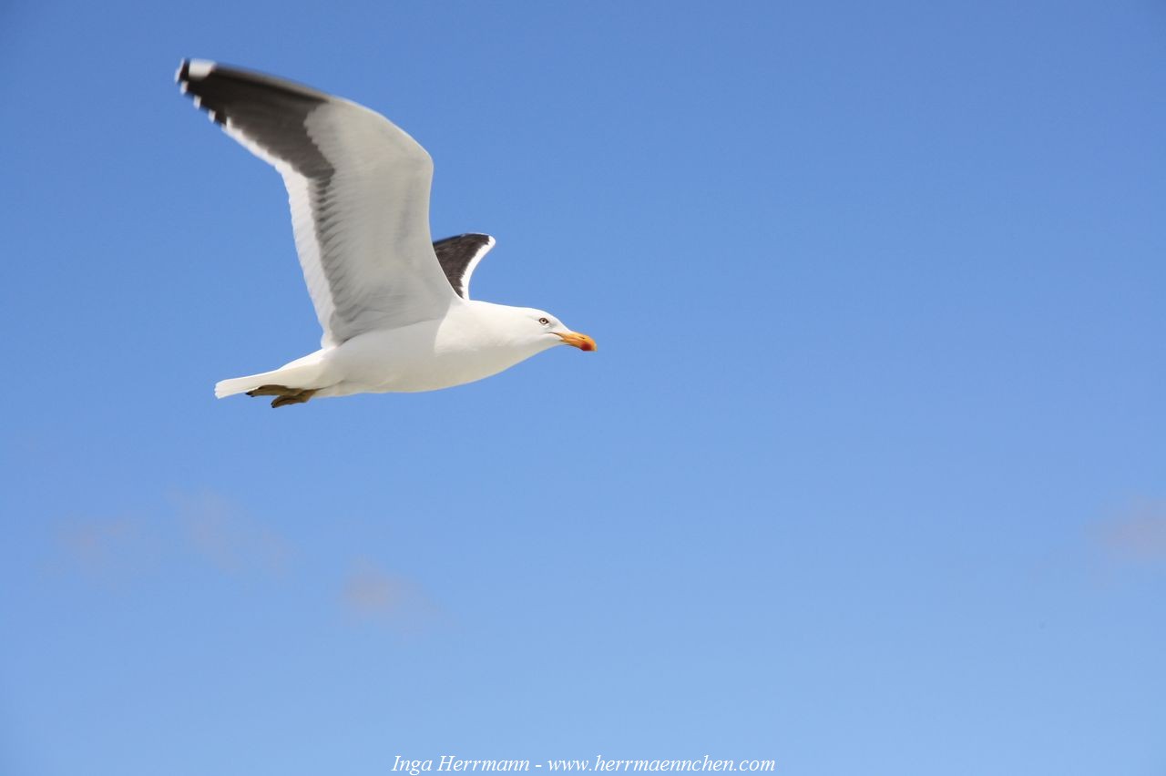 Möwe, Neuseeland - Südinsel