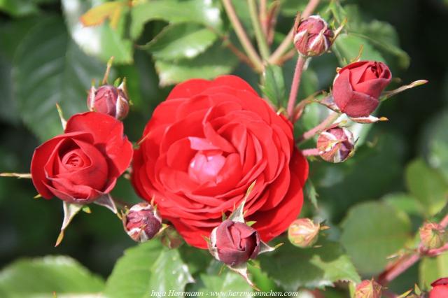 Rose, Neuseeland - Südinsel