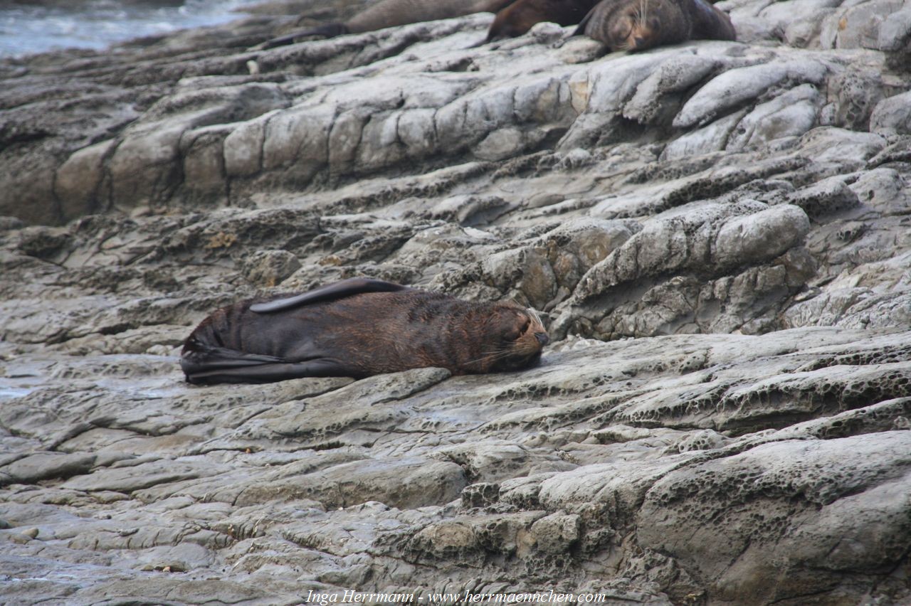 Robbenkolonie auf der Kaikoura Halbinsel, Neuseeland - Südinsel