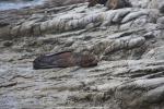 Robbenkolonie auf der Kaikoura Halbinsel, Neuseeland - Südinsel