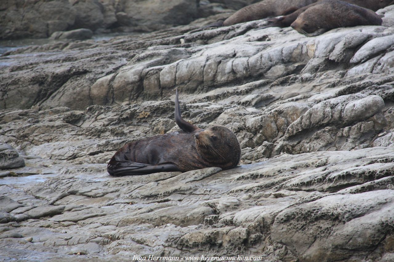 Robbenkolonie auf der Kaikoura Halbinsel, Neuseeland - Südinsel