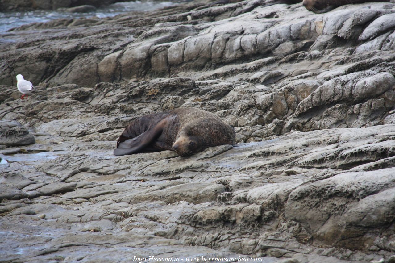 Robbenkolonie auf der Kaikoura Halbinsel, Neuseeland - Südinsel