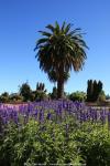 Rotorua, Neuseeland - Nordinsel