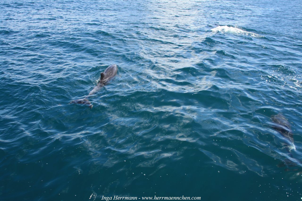 Bay of Islands, Neuseeland - Nordinsel