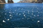 Bay of Islands, Neuseeland - Nordinsel