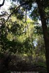 Kauri Wald, Neuseeland - Nordinsel