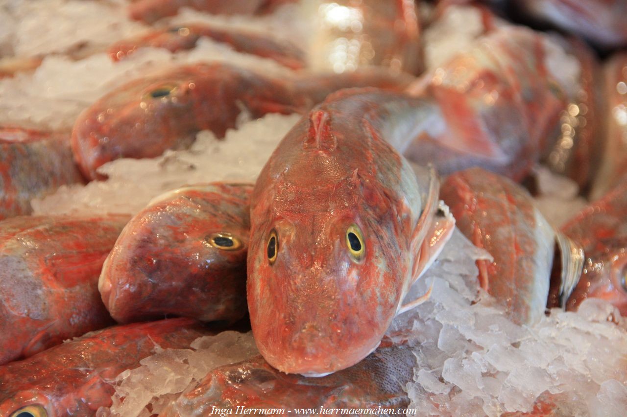 Auckland - Fischmarkt, Neuseeland - Nordinsel