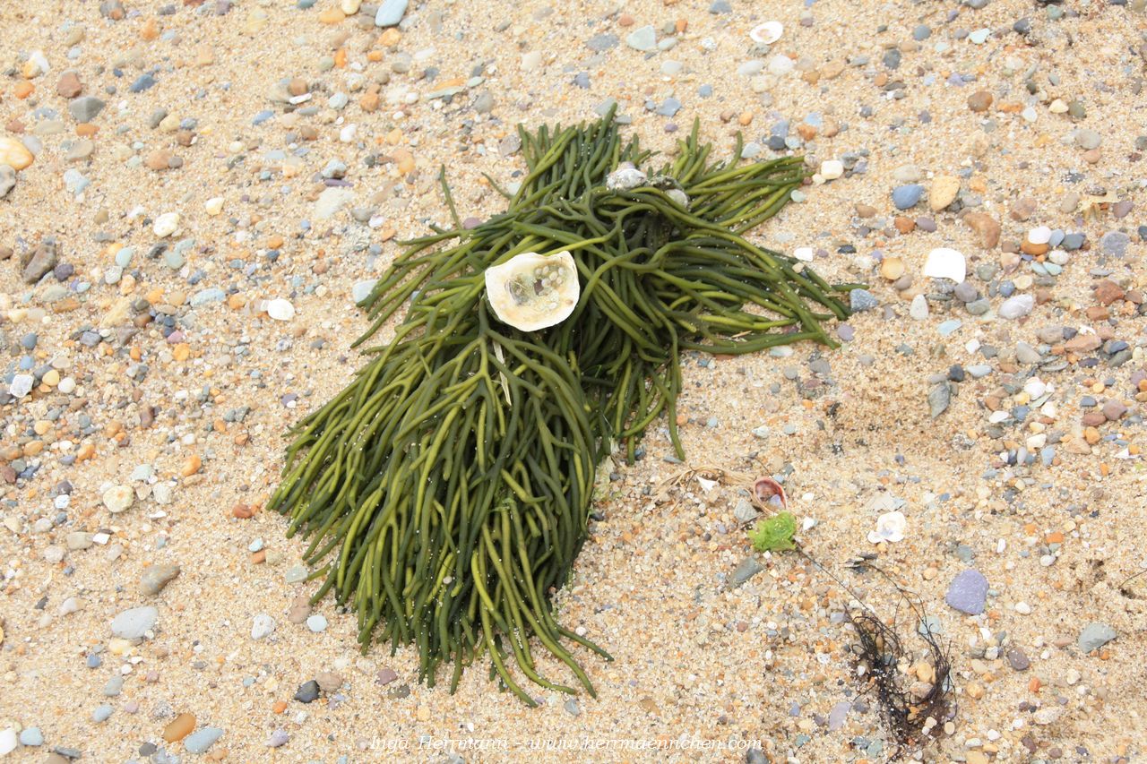 Great Island, Cape Cod National Seashore, Massachusetts, USA