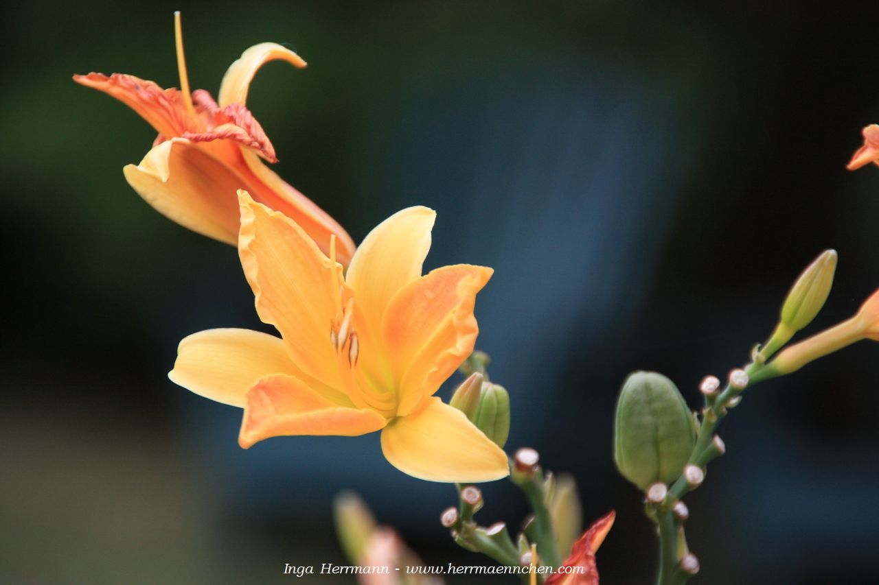 Blumen in Bar Harbor, Maine, USA