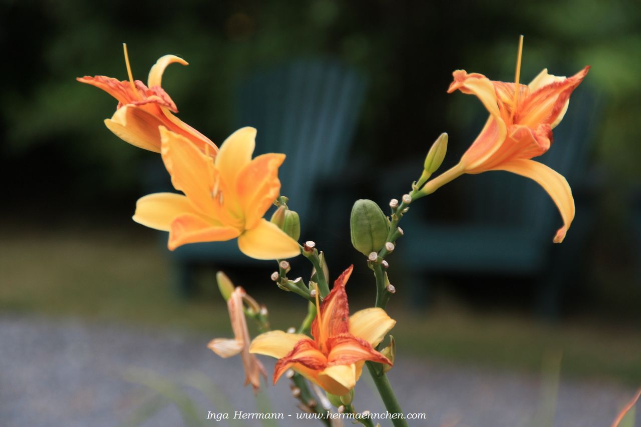 Blumen in Bar Harbor, Maine, USA