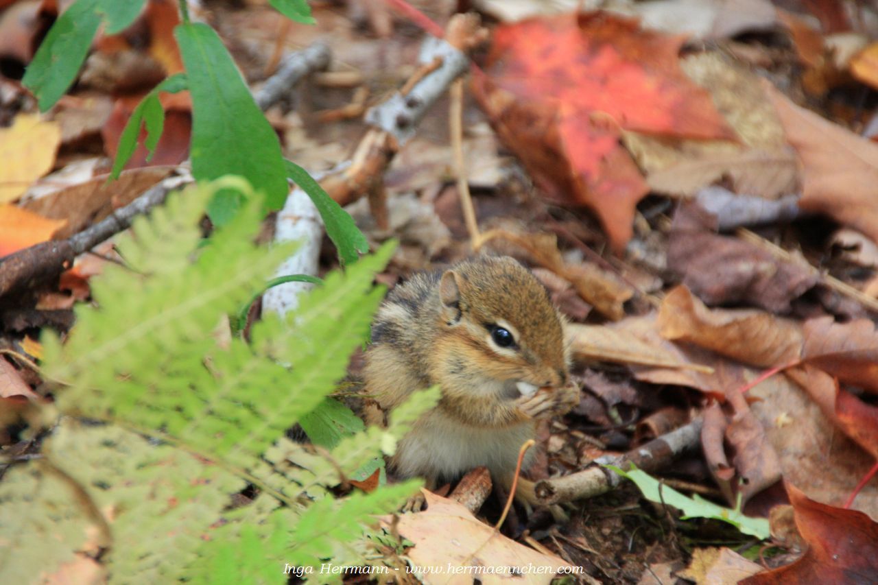 Streifenhörnchen in New Hampshire, USA