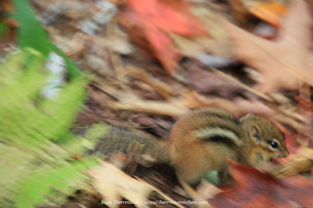 Streifenhörnchen in New Hampshire, USA