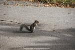 Eichhörnchen im Mont Royal, Montréal, Kanada