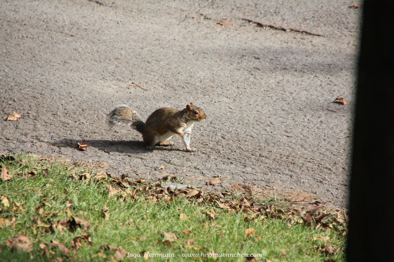 Eichhörnchen im Mont Royal, Montréal, Kanada