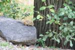 Streifenhörnchen in Mont Royal, Montréal, Kanada