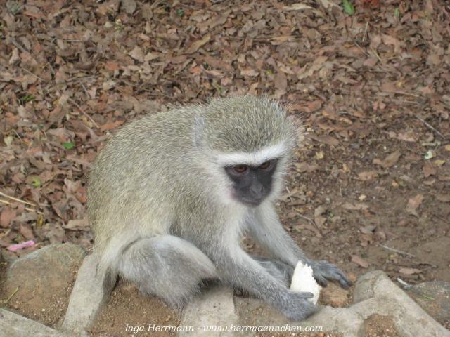 Krüger National Park, Südafrika