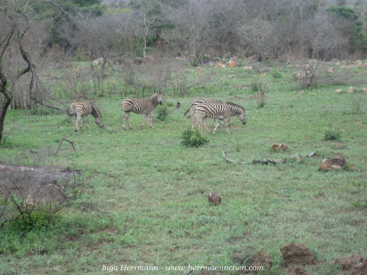 im Krüger National Park, Südafrika