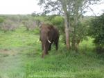 Elefant im Krüger National Park, Südafrika