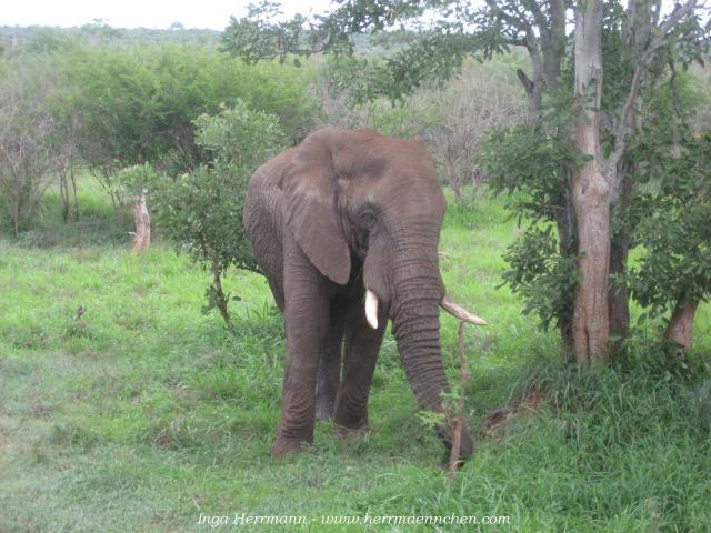 Elefant im Krüger National Park, Südafrika