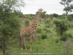 Giraffen im Krüger National Park, Südafrika