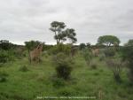 im Krüger National Park, Südafrika