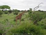 im Krüger National Park, Südafrika