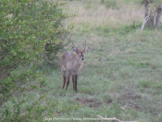 im Krüger National Park, Südafrika