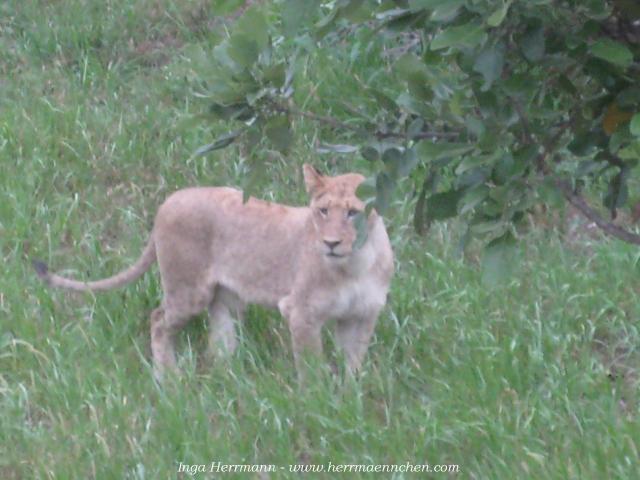 Löwin im Krüger National Park, Südafrika