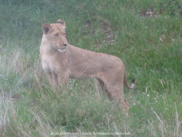 Löwe im Krüger National Park, Südafrika