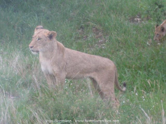 Löwe im Krüger National Park, Südafrika