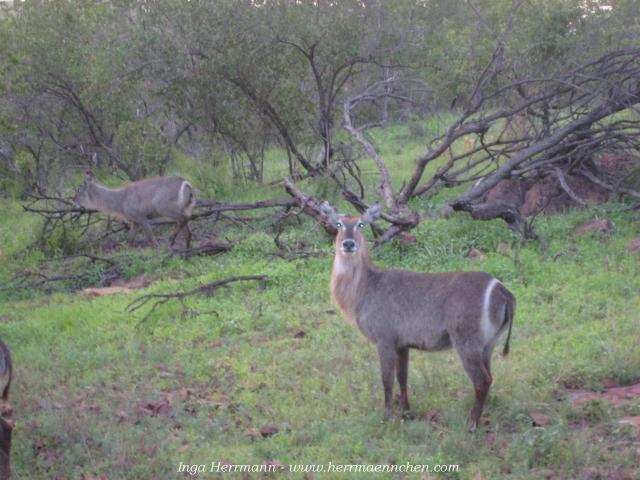 im Krüger National Park, Südafrika