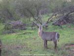 im Krüger National Park, Südafrika