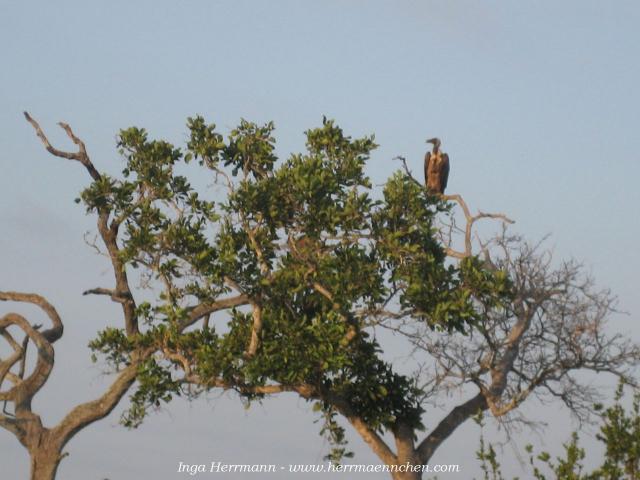 im Krüger National Park, Südafrika