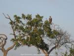 im Krüger National Park, Südafrika