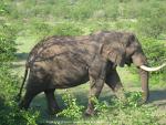 Elefant im Krüger National Park, Südafrika