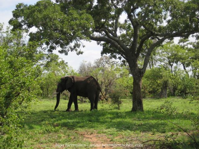 Elefant im Krüger National Park, Südafrika