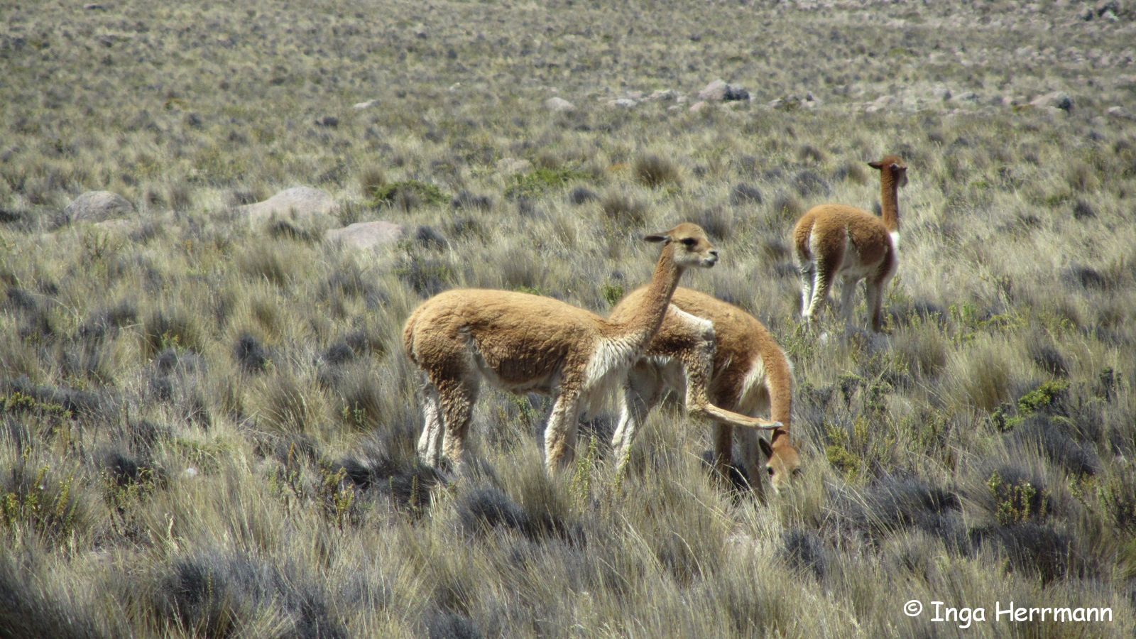 Guanacos, Peru