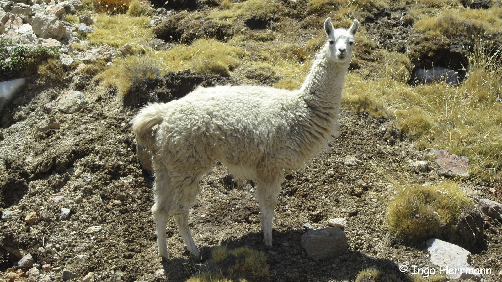 Lama, Peru