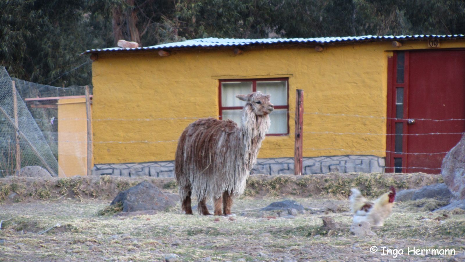 Bob Marley :-), Peru