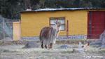 Bob Marley :-), Peru