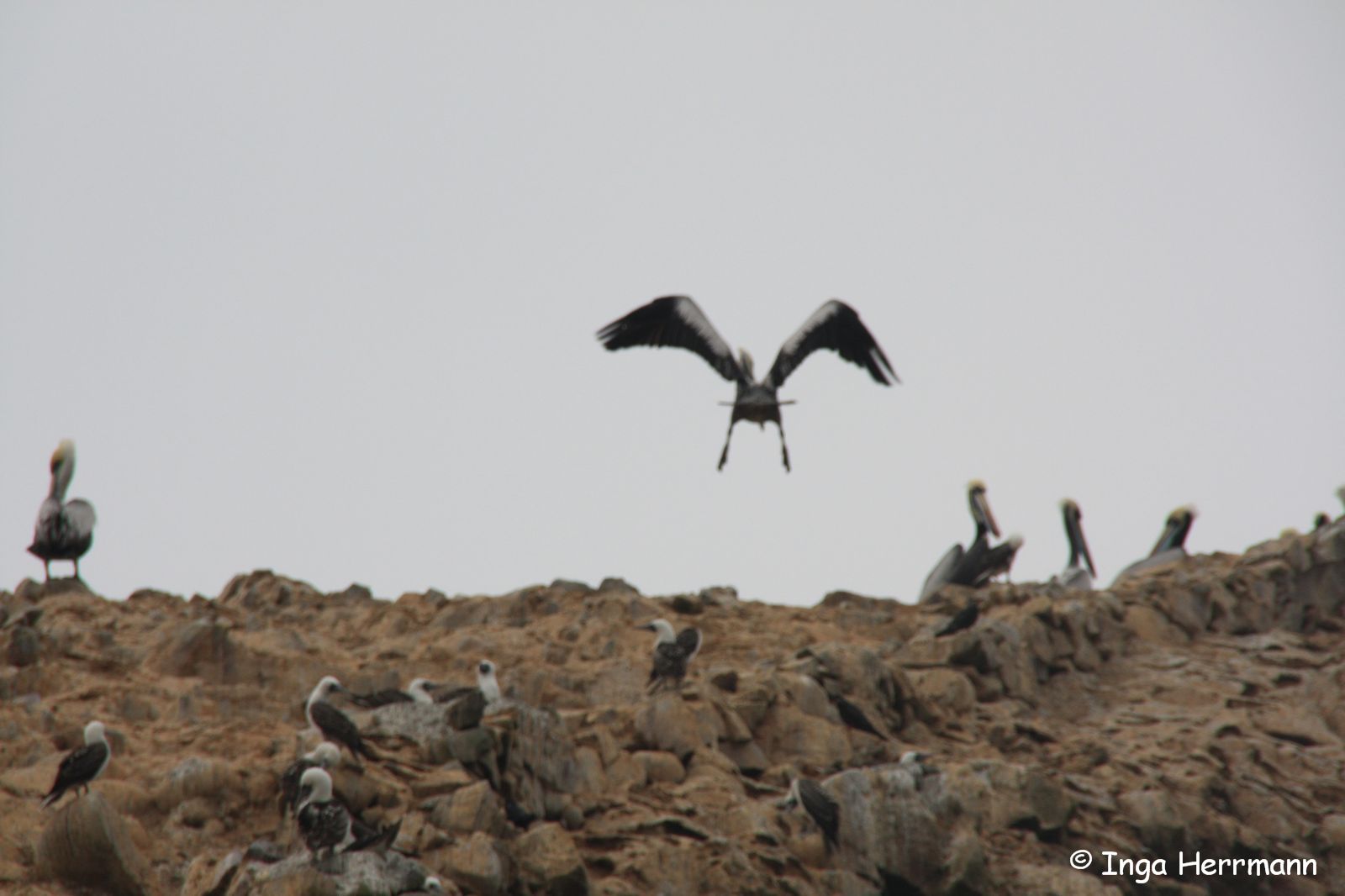 Pelikane, Islas Ballestas, Peru