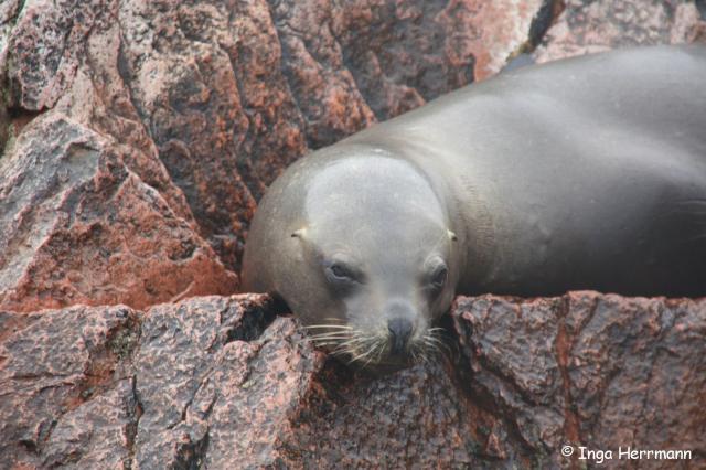 Seelöwe, Islas Ballestas, Peru