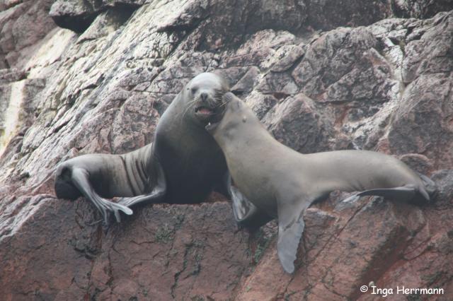 Seelöwen, Islas Ballestas, Peru