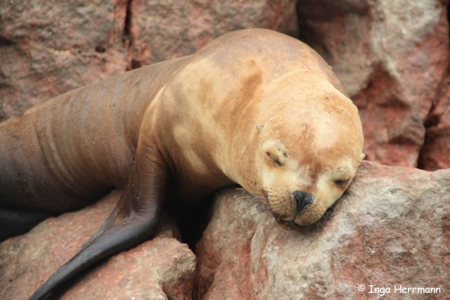 Seelöwe, Islas Ballestas, Peru