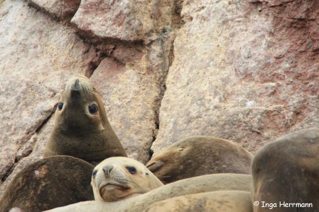 Seelöwen, Islas Ballestas, Peru